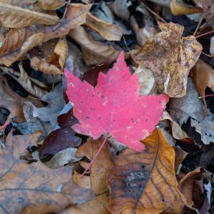 Photo #31 of TBD RED HILL RD, CHARLOTTESVILLE, VA 21.0 acres