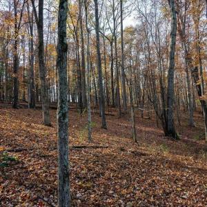 Photo #45 of TBD RED HILL RD, CHARLOTTESVILLE, VA 21.0 acres