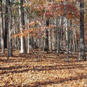 Photo #29 of TBD RED HILL RD, CHARLOTTESVILLE, VA 21.0 acres