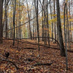 Photo #47 of TBD RED HILL RD, CHARLOTTESVILLE, VA 21.0 acres