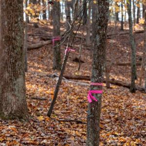 Photo #8 of TBD RED HILL RD, CHARLOTTESVILLE, VA 21.0 acres