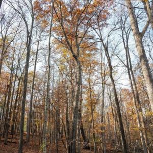 Photo #46 of TBD RED HILL RD, CHARLOTTESVILLE, VA 21.0 acres