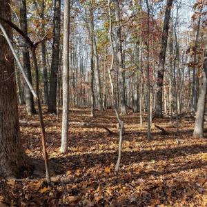 Photo #30 of TBD RED HILL RD, CHARLOTTESVILLE, VA 21.0 acres