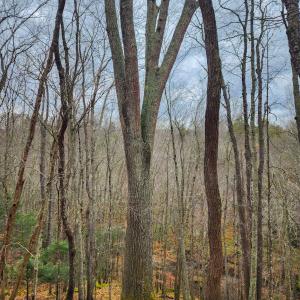 Photo #6 of 3763 POTOMAC RIVER RD, MONTEREY, VA 16.6 acres