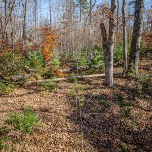 Photo #8 of PORTERS RD, ESMONT, VA 5.6 acres