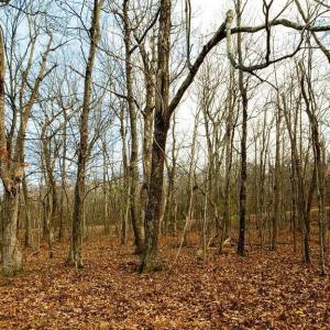 Photo #4 of 105 DEN TREE LN, WINTERGREEN RESORT, VA 0.4 acres