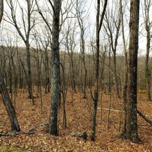 Photo #3 of 105 DEN TREE LN, WINTERGREEN RESORT, VA 0.4 acres