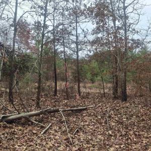 Photo #3 of INDIAN PIPE RUN, PALMYRA, VA 21.1 acres