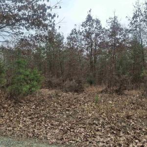 Photo #6 of INDIAN PIPE RUN, PALMYRA, VA 21.1 acres