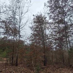 Photo #4 of INDIAN PIPE RUN, PALMYRA, VA 21.1 acres