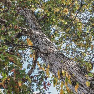 Photo #22 of Lot 17 ROLLING RD S, SCOTTSVILLE, VA 17.4 acres