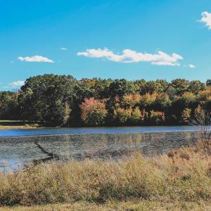 Photo #21 of Lot 16 BRIERY CREEK RD, SCOTTSVILLE, VA 20.1 acres