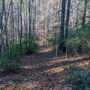 Photo #41 of 6424 FREE UNION RD, FREE UNION, VA 34.7 acres