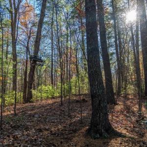 Photo #48 of 6424 FREE UNION RD, FREE UNION, VA 34.7 acres