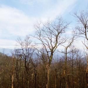 Photo #2 of 63 GUMTREE RD, WINTERGREEN RESORT, VA 0.6 acres