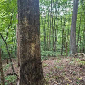 Photo #19 of TBD RIDGE ST, LOVINGSTON, VA 49.3 acres