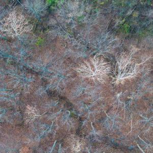 Photo #14 of TBD RIDGE ST, LOVINGSTON, VA 49.3 acres