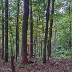 Photo #22 of TBD RIDGE ST, LOVINGSTON, VA 49.3 acres