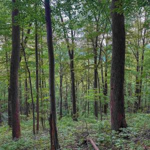 Photo #5 of TBD RIDGE ST, LOVINGSTON, VA 49.3 acres