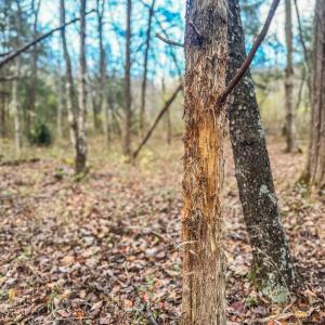 Photo #17 of TBD RIDGE ST, LOVINGSTON, VA 49.3 acres