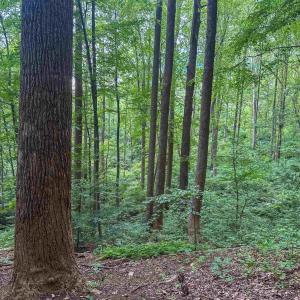 Photo #18 of TBD RIDGE ST, LOVINGSTON, VA 49.3 acres