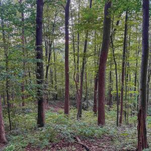 Photo #20 of TBD RIDGE ST, LOVINGSTON, VA 49.3 acres