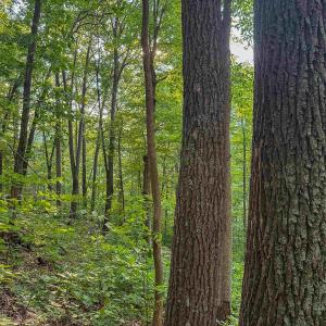 Photo #21 of TBD RIDGE ST, LOVINGSTON, VA 49.3 acres