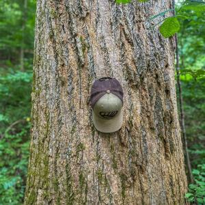 Photo #13 of TBD RIDGE ST, LOVINGSTON, VA 49.3 acres