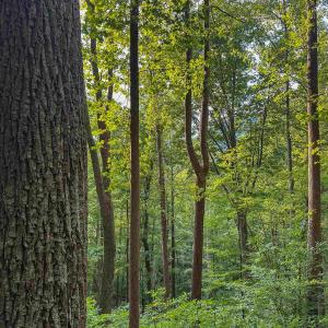 Photo #16 of TBD RIDGE ST, LOVINGSTON, VA 49.3 acres