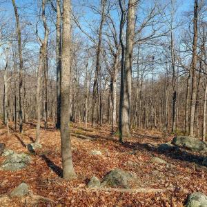 Photo #6 of Lot 2 HANDLEY WAY, AFTON, VA 22.0 acres