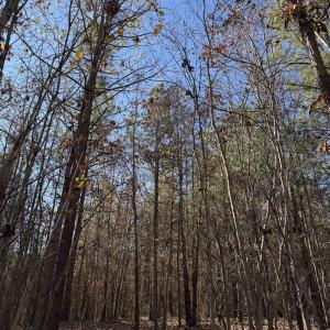 Photo #7 of TBD UNION HILL DR, WINGINA, VA 20.3 acres