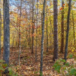 Photo #7 of DELL PERKINS RD, LOUISA, VA 3.0 acres