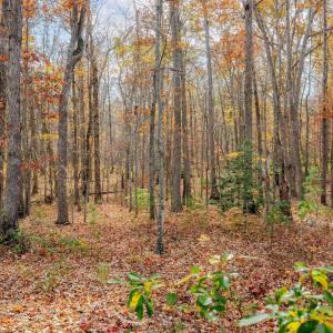 Photo #5 of Lot 5 COLES ROLLING RD, SCOTTSVILLE, VA 21.0 acres