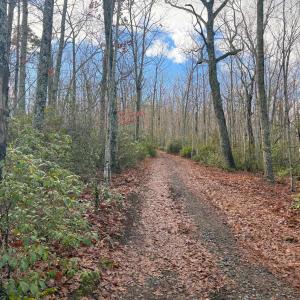 Photo #16 of TBD JOHNSON HOLLOW, SCHUYLER, VA 473.3 acres