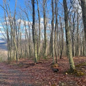 Photo #17 of TBD JOHNSON HOLLOW, SCHUYLER, VA 473.3 acres