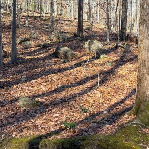 Photo #33 of TBD JOHNSON HOLLOW, SCHUYLER, VA 473.3 acres