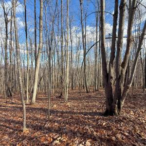 Photo #23 of TBD JOHNSON HOLLOW, SCHUYLER, VA 473.3 acres