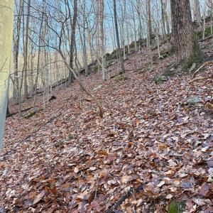 Photo #30 of TBD JOHNSON HOLLOW, SCHUYLER, VA 473.3 acres