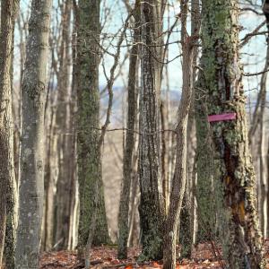 Photo #17 of TBD JOHNSON HOLLOW, SCHUYLER, VA 473.3 acres