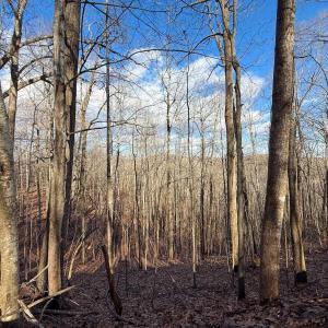 Photo #24 of TBD JOHNSON HOLLOW, SCHUYLER, VA 473.3 acres
