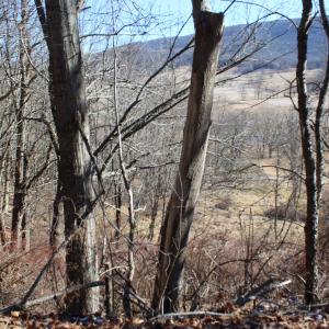 Photo #10 of 1004 JACKSON RIVER TPKE, MONTEREY, VA 21.2 acres