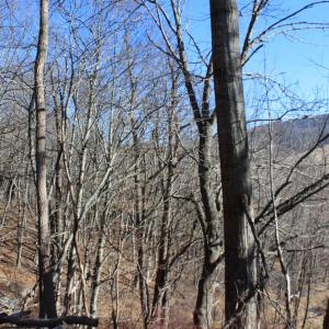 Photo #8 of 1004 JACKSON RIVER TPKE, MONTEREY, VA 21.2 acres