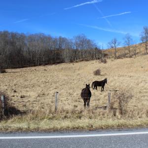 Photo #2 of 1004 JACKSON RIVER TPKE, MONTEREY, VA 21.2 acres