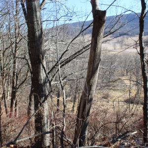 Photo #3 of 1004 JACKSON RIVER TPKE, MONTEREY, VA 21.2 acres