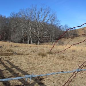 Photo #5 of 1004 JACKSON RIVER TPKE, MONTEREY, VA 21.2 acres