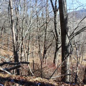 Photo #12 of 1004 JACKSON RIVER TPKE, MONTEREY, VA 21.2 acres