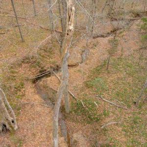 Photo #8 of Lot 5 SIENNA LN, EARLYSVILLE, VA 11.8 acres