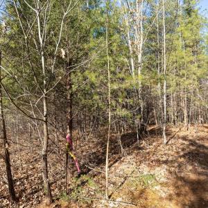 Photo #5 of 3.94 AC PEACE AND QUIET CIR, REVA, VA 3.9 acres