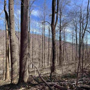 Photo #2 of TBD BEECH GROVE RD, ROSELAND, VA 4.3 acres