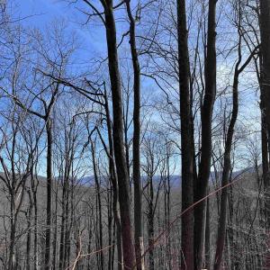 Photo #14 of TBD BEECH GROVE RD, ROSELAND, VA 4.3 acres